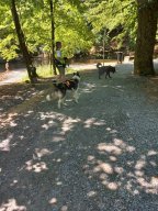 Rettungshundestaffel Task Force